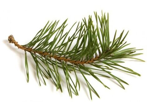Exodermin includes an extractor for pine needles